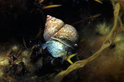 Kleine Strandschnecke 