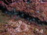 Hufeisenwurm