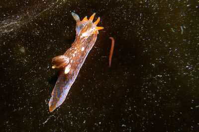 Gestreifte Hrnchenschnecke