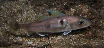 Schellfisch