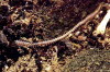 Seeringelwurm