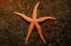 Orange Seestern