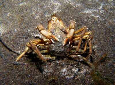 Nordische Seespinne; Paarung