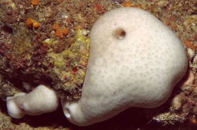 Guancha_lacunosa_901_D_XL_k