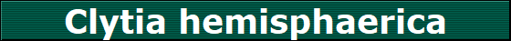 Clytia hemisphaerica